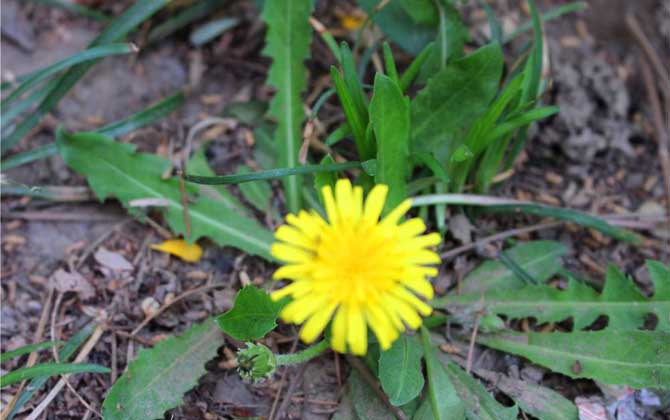 蒲公英什么時候開花？