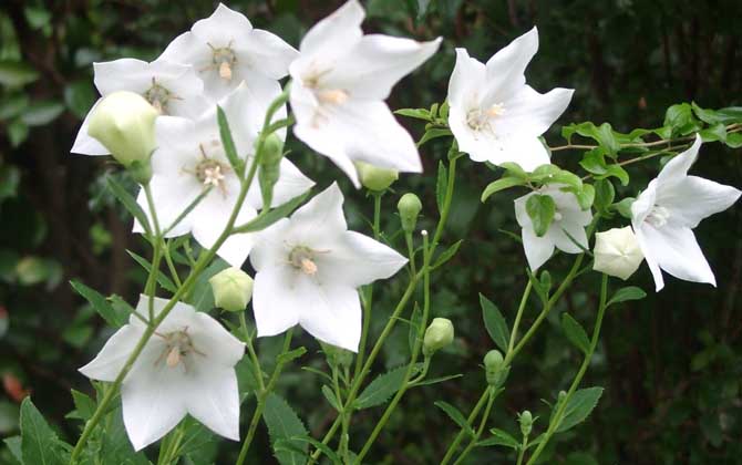 桔梗什么時候開花？