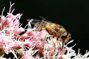 蜜蜂一生能采多少蜂蜜？