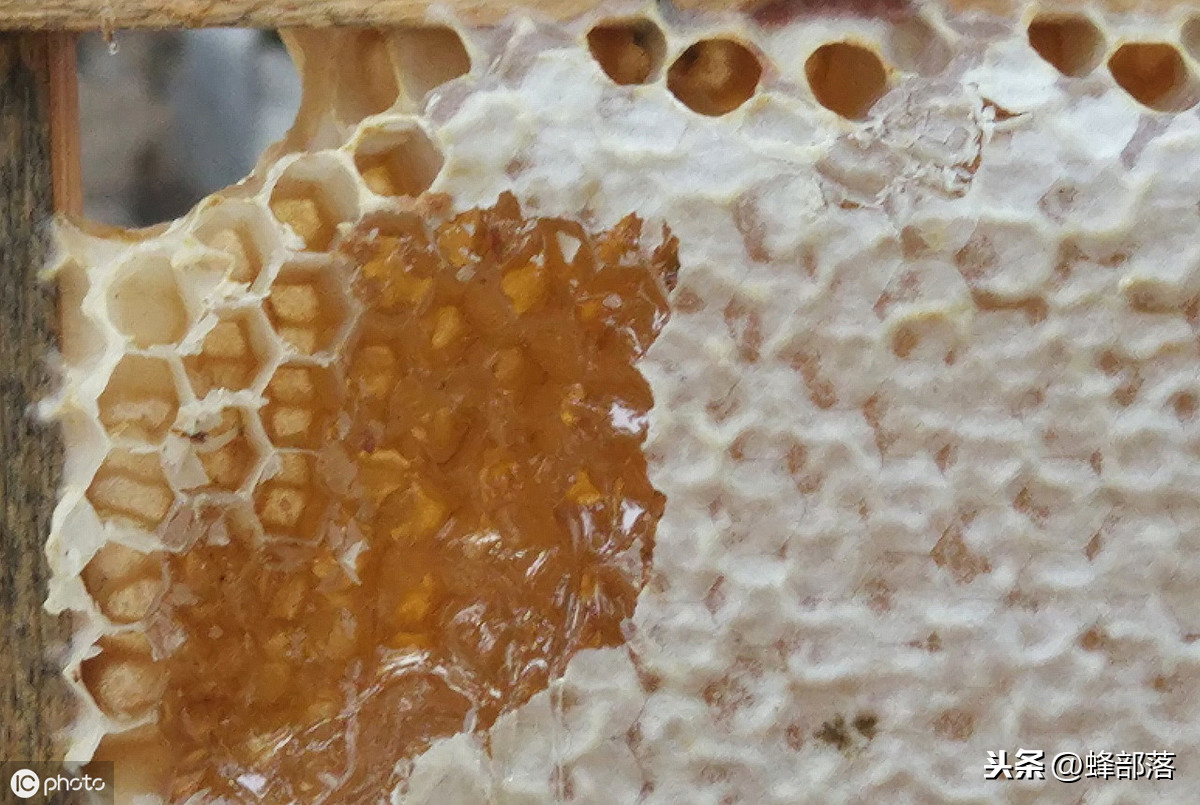 蜜蜂養殖，養殖場蜜蜂多，如何取蜜好？老蜂農：3個配合取蜜更好