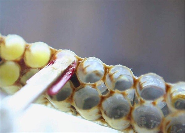 冷凍后的蜂王漿很硬，蜂王漿凍了怎么吃？