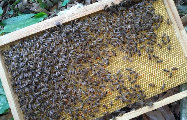 怎樣才能養(yǎng)好中華蜜蜂？