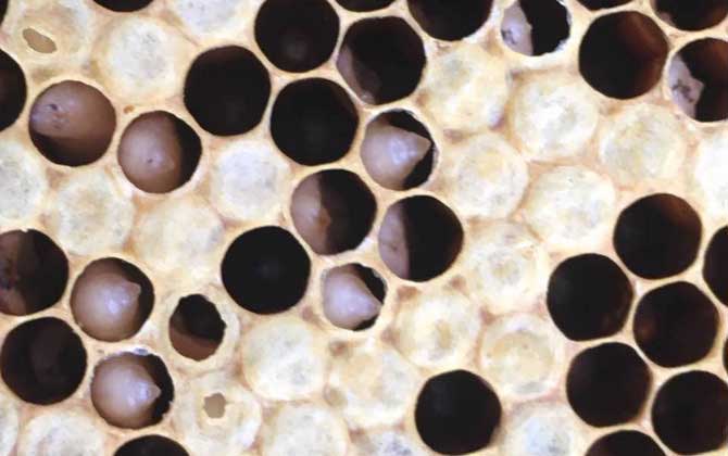 阿壩中蜂易感染什么?。ㄖ蟹湟话銜檬裁床。?></a> </div>
        <div   id=