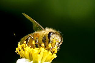 松丹一號蜂能取漿嗎（中華蜜蜂也能取蜂王漿，為什么養蜂人都不取呢）
