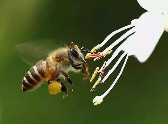 【蜜蜂知識】雄蜂出房多久分蜂？