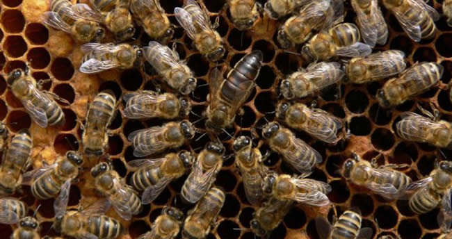 【蜜蜂知識】東北黑蜂有哪些優點？