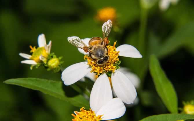 越冬蜂缺蜜怎么辦？