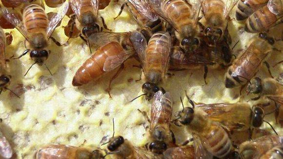 中蜂取蜂蜜的最佳時間是什么時候？