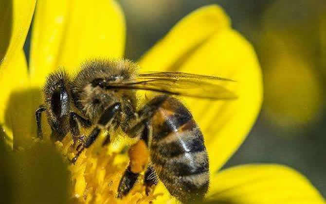 蜂王產(chǎn)卵后還會(huì)交尾嗎？