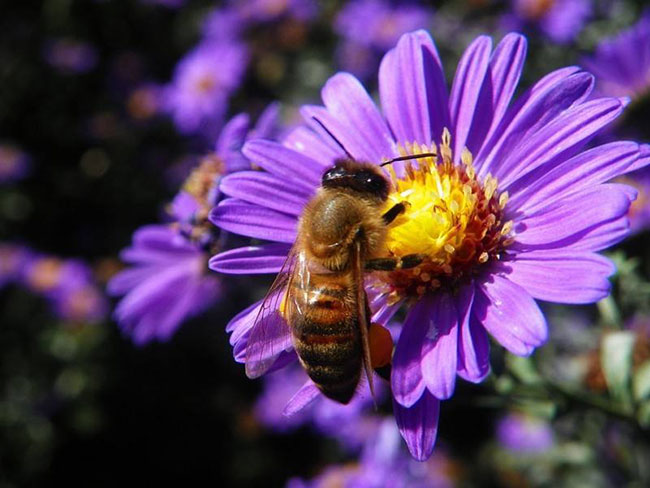 中蜂養殖中的關王技巧