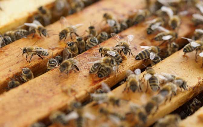 現代養(yǎng)蜂法有哪些（養(yǎng)蜂技術有哪些）