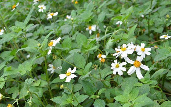 鬼針草有蜜嗎（鬼針草是蜜源植物嗎）