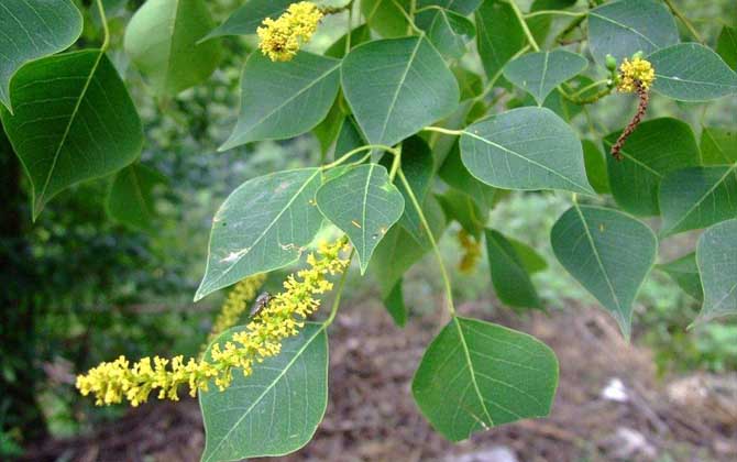 人工栽種的烏桕樹一般開花流蜜嗎（烏桕流蜜期是什么時(shí)候）