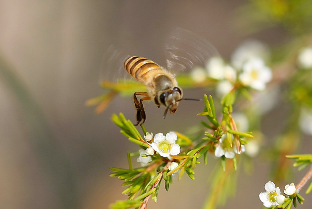 狗屎蜂毒性大嗎（被蜜蜂蟄了怎么辦）