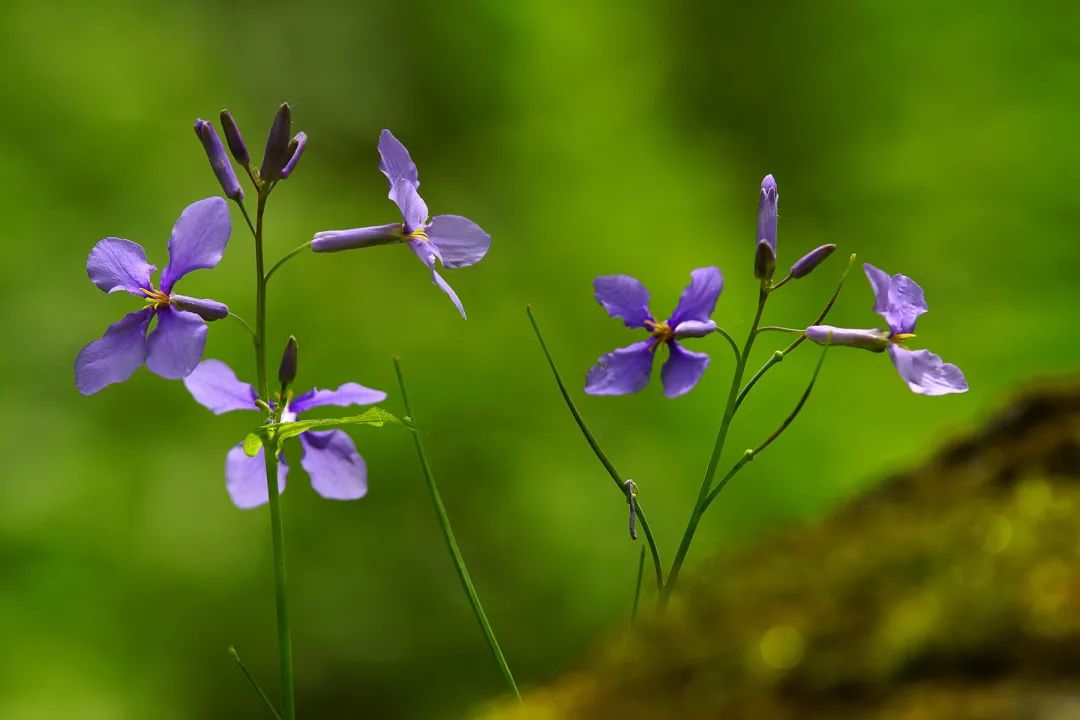 養蜜蜂種植什么花最好（蜜蜂喜歡的花卉大全）