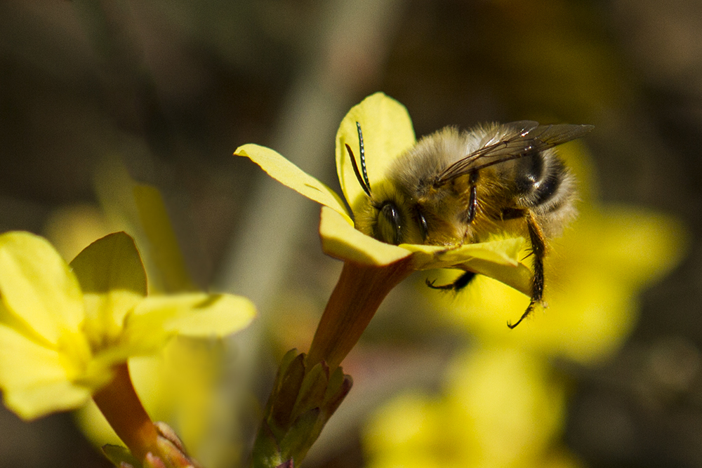 蜜蜂養(yǎng)殖實用技術(shù)