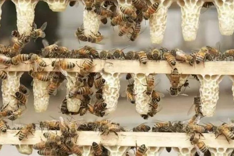 如何培育優(yōu)質(zhì)王臺（優(yōu)質(zhì)王臺培育技術(shù)）