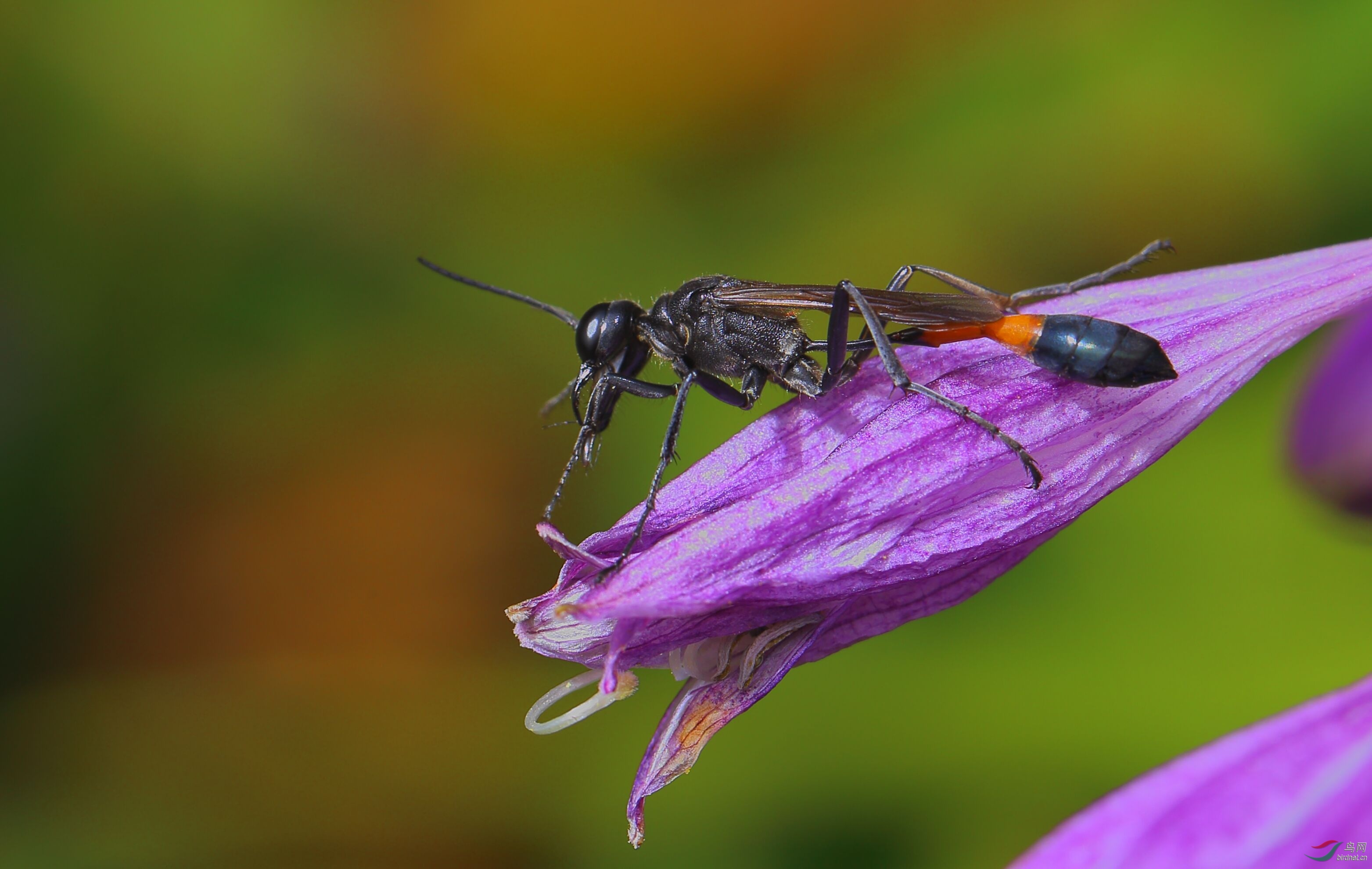細腰蜂長什么樣子（腰很細的蜜蜂是什么蜂）