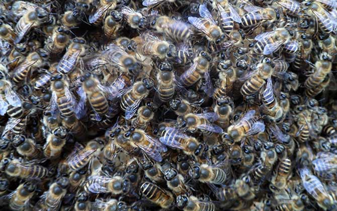 阿壩中蜂的養殖方法（阿壩中蜂高效養殖管理技術）