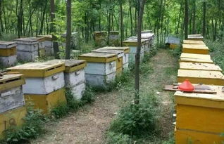 養(yǎng)蜂工具和蜂箱哪里有賣(mài)的（怎么買(mǎi)養(yǎng)蜂工具和蜂箱）