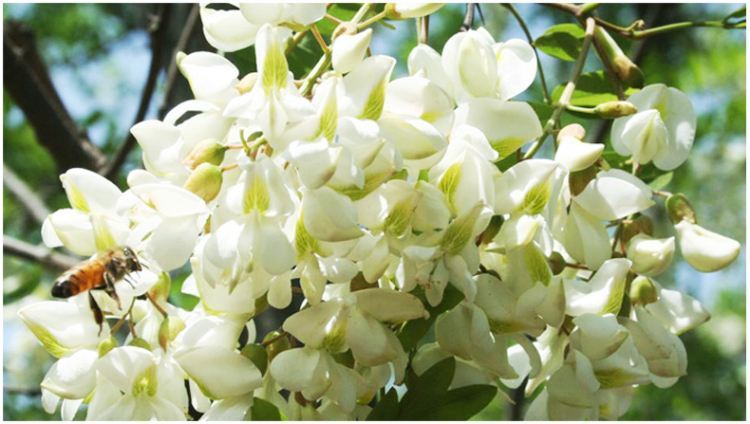 各個季節(jié)的蜜源植物（一年四季蜜源植物）