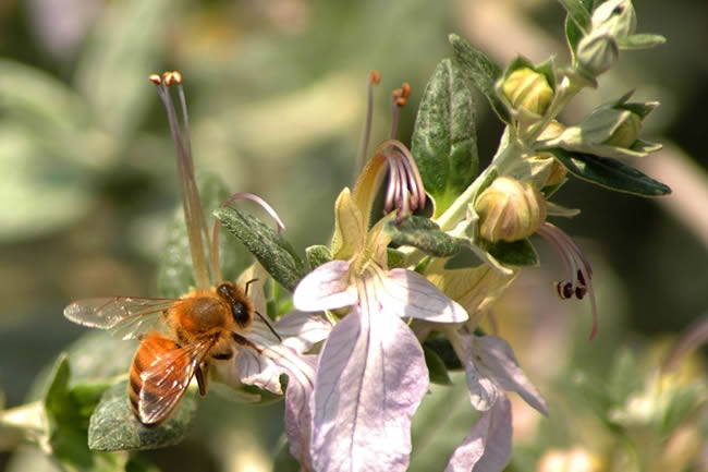 我國(guó)蜜蜂種類及特點(diǎn)