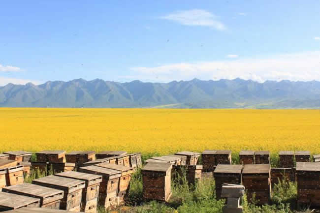 蜜蜂釀制蜂蜜的過(guò)程是怎樣的？