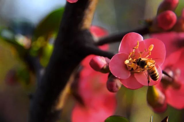 適合中蜂的蜜源植物（中蜂的主要蜜源植物）