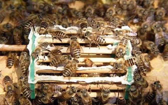 長(zhǎng)白山中蜂王有什么特點(diǎn)？