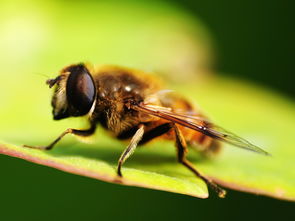 工蜂與蜂王之間是競爭關系嗎（工蜂與蜂王，哪個更重要）