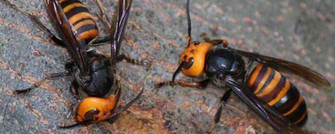 被中國大虎頭蜂扎上的臨床表現(xiàn)（被虎頭蜂咬會怎么樣？）