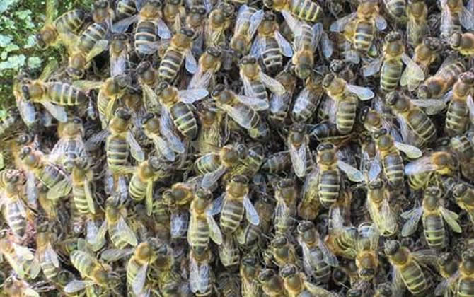 蜂王一天能產(chǎn)多少卵？