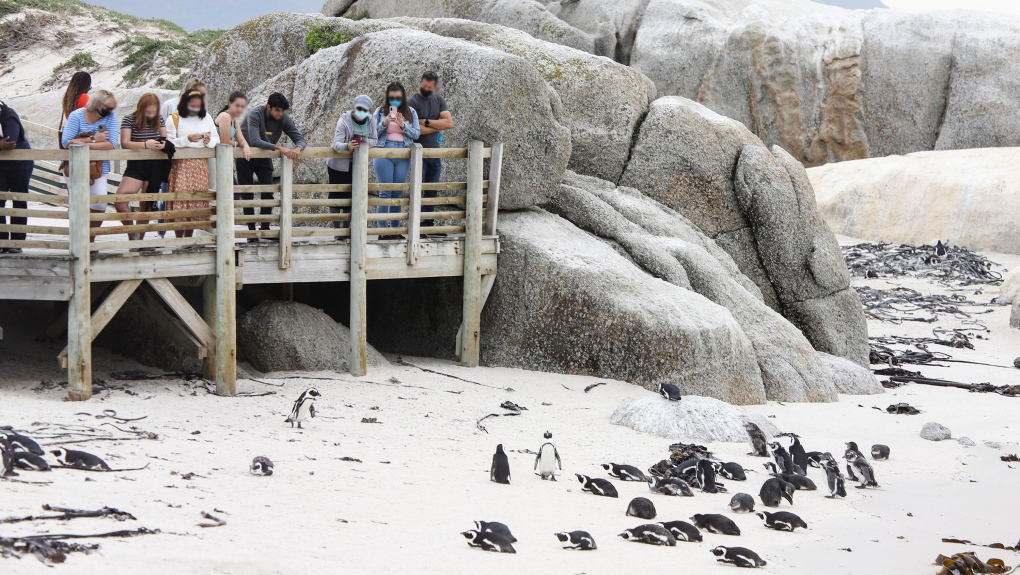 南非63只企鵝被蜜蜂蟄死，企鵝不是只在南極嗎？非洲也有