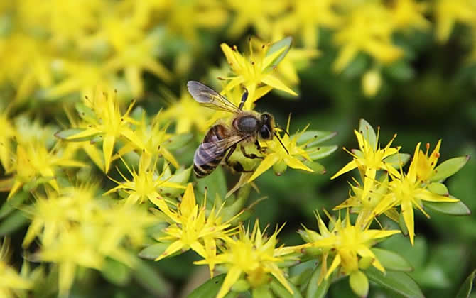 怎樣提高誘蜂箱的誘蜂力？