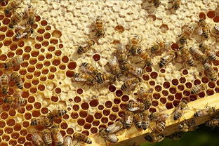 阿壩中蜂當(dāng)?shù)卦鯓釉蕉ㄖ蟹渫琉B(yǎng)，如何安全越冬）