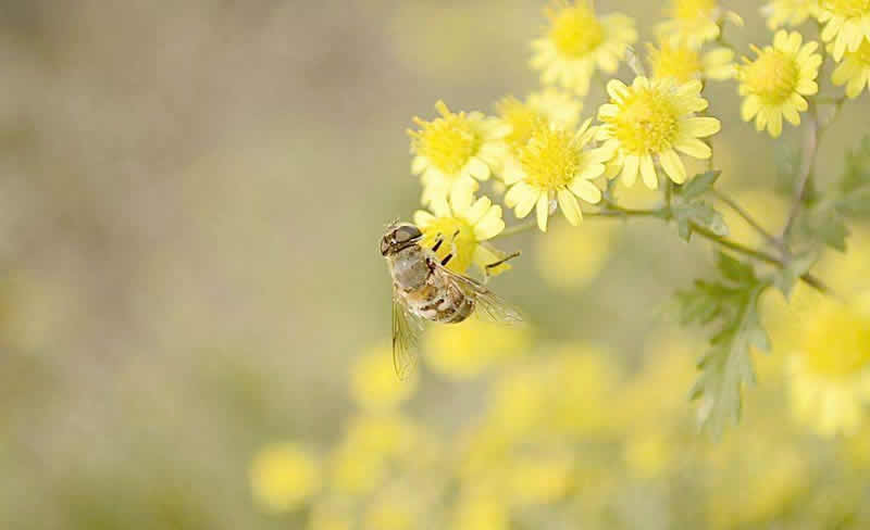 【蜜蜂養(yǎng)殖】2018年養(yǎng)蜜蜂能賺錢(qián)嗎？