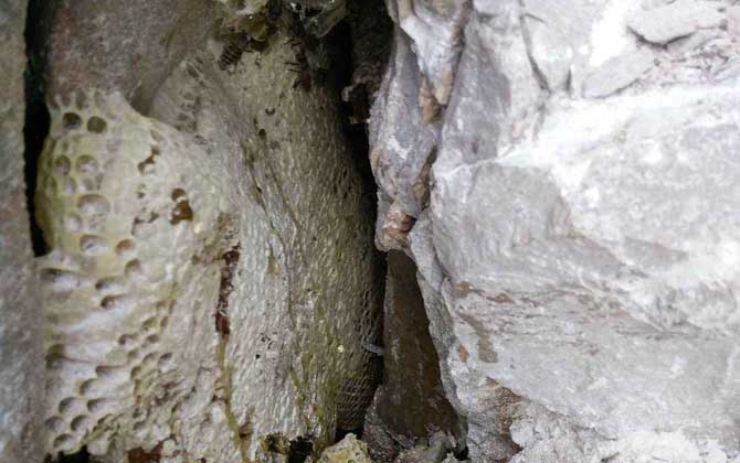 滇南中蜂與云貴高原中蜂優(yōu)缺對比（滇南中蜂和云貴高原中蜂的區(qū)別）