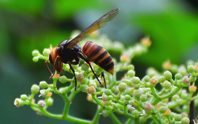 胡蜂怎么區分蜂王和雄蜂？