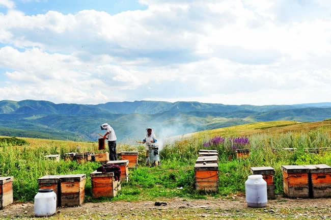 【蜜蜂知識】我國哪里養蜂人最多？