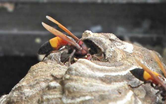 黃腰虎頭蜂有毒嗎（黃腰虎頭蜂蟄了會(huì)怎樣？）