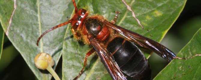 中國(guó)大虎頭蜂一般筑巢在哪里（大虎頭蜂怎么挑選地方筑巢）
