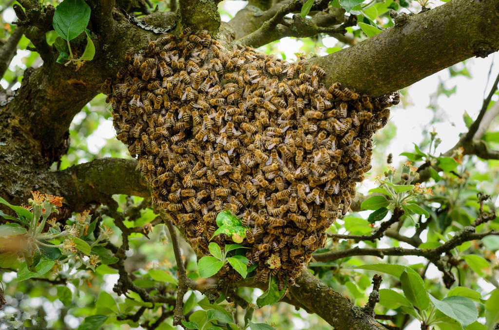蜂王出殼多久會發生二次分蜂（分蜂的時候蜂王什么時候出來）