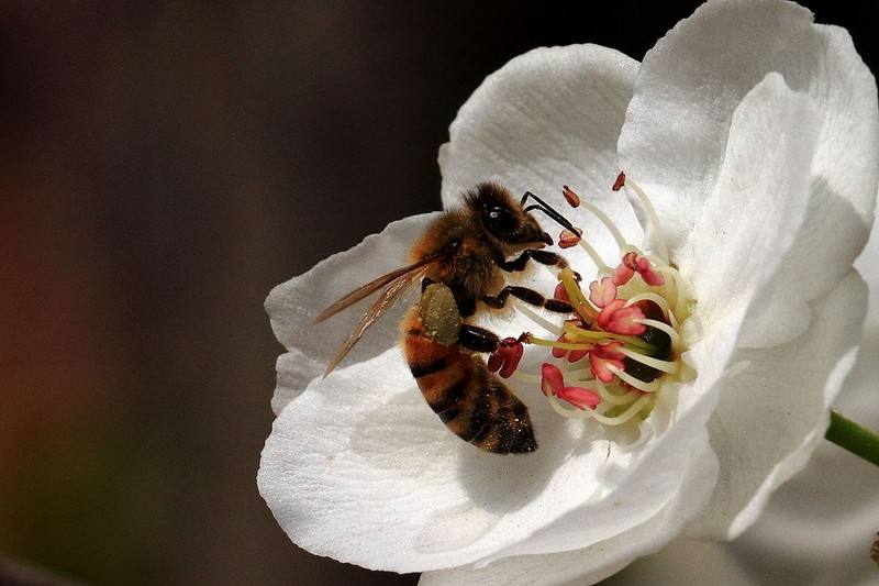【養(yǎng)蜂技術】蜜蜂科學養(yǎng)殖技術有哪些？