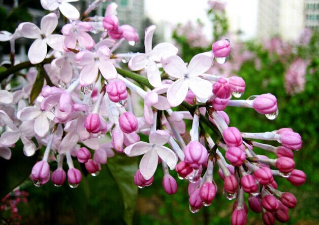 南方什么樹最流蜜？(南方常見的喬木樹蜜源)