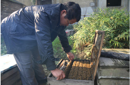 蜂群檢查注意事項(xiàng)（怎么看的出來蜜蜂該分群了）