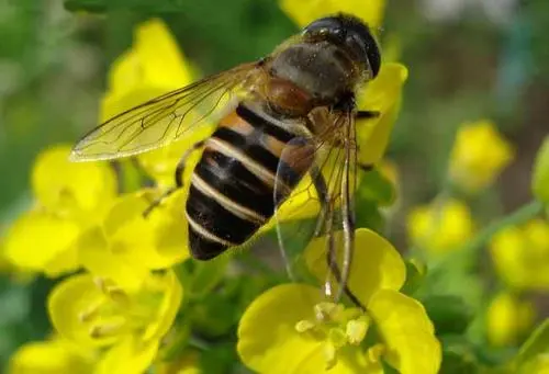 被蜜蜂蟄了會自己好起來嗎(被馬蜂蟄了又腫又癢，不處理會自行恢復嗎)