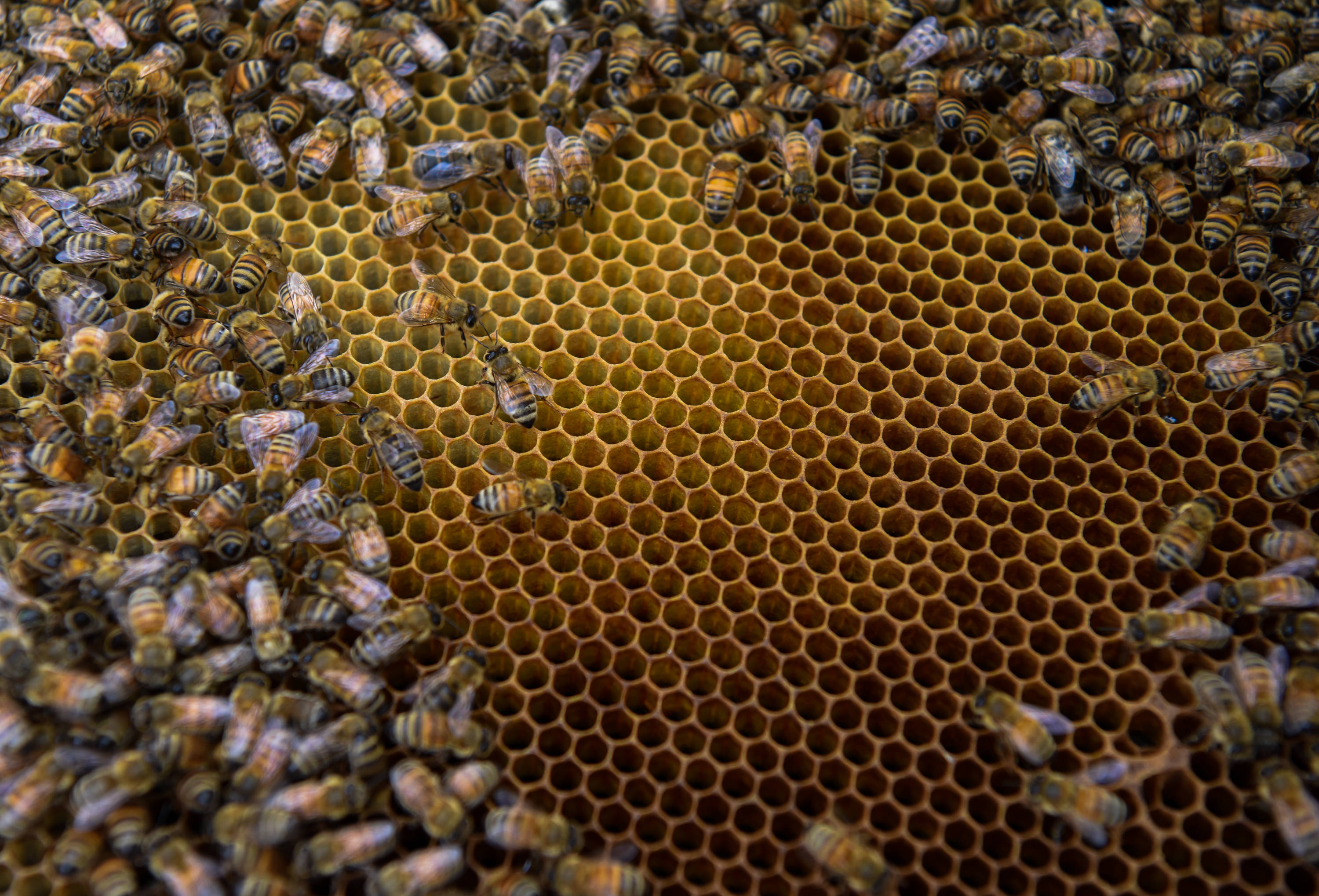 一個(gè)新手如何開始養(yǎng)蜂（新手要怎么開始養(yǎng)蜂）