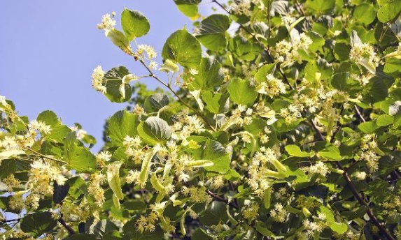 木本蜜源植物有哪些（常見的6種林木蜜源植物）