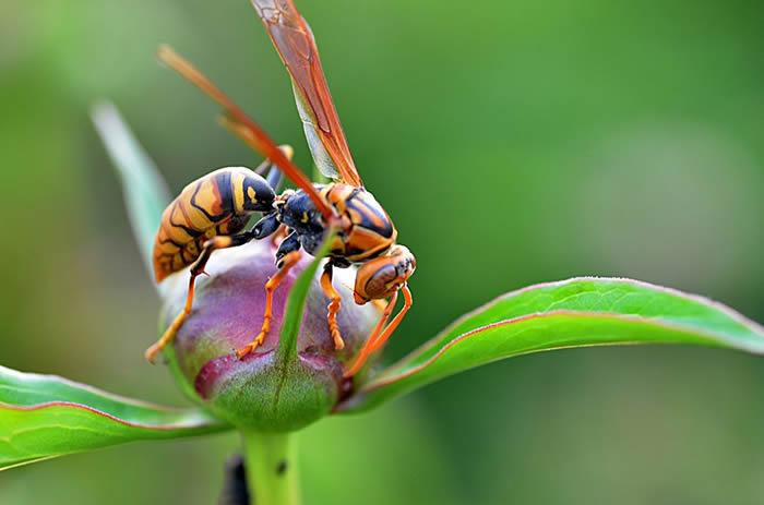 【蜜蜂知識】馬蜂怎么筑巢?