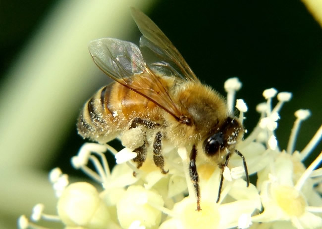 蜜蜂自然分蜂的原因是什么？